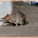 фото Уничтожение борьба травля крыс мышей + Самара